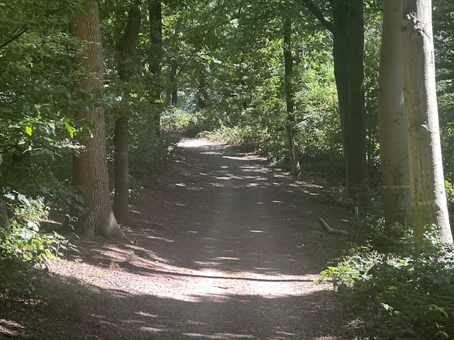 Stiltewandeling in de natuur